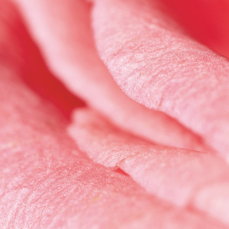 Rose-Jasmine Moisturizing Body Milk